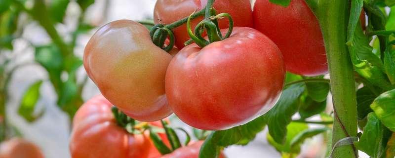 西红柿坐果期施什么肥 西红柿坐果期施什么肥好