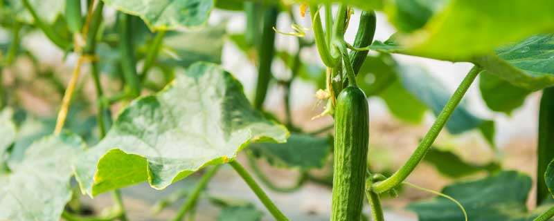 黄瓜霜霉病特效药（黄瓜霜霉病特效药191农资人农技社区）