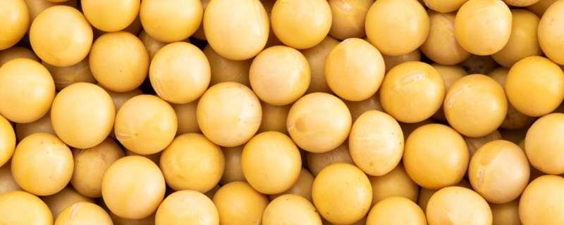 黄豆多少天成熟 黄豆多少天成熟可以吃