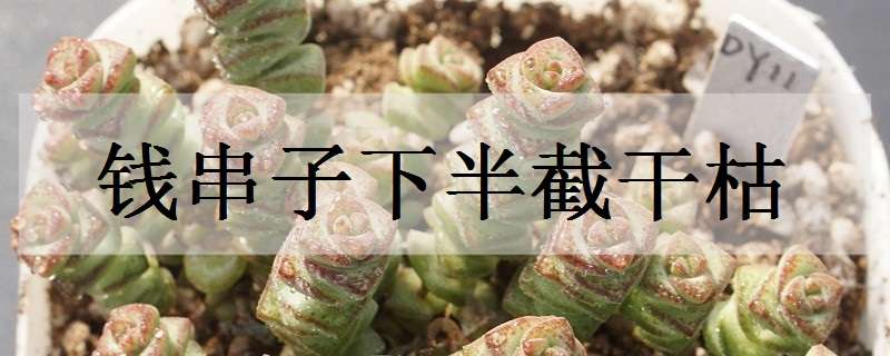 钱串子下半截干枯怎么办（钱串子下半截干枯怎么办呢）