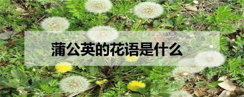 蒲公英的花语是什么