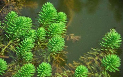 常见沉水植物有哪些