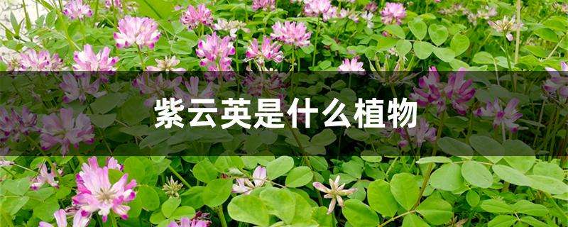 紫云英是什么植物 紫云英的植物