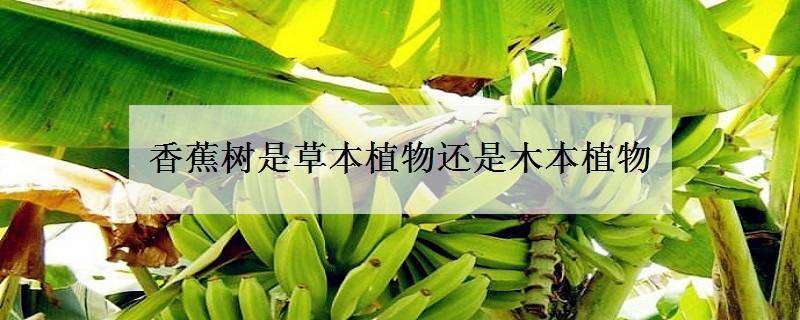香蕉树是草本植物还是木本植物（香蕉树草本植物还是木本植物?为什么?）
