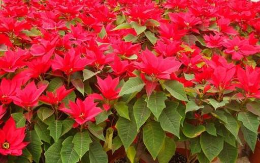 一品红可以放在客厅吗 一品红可以放家里吗