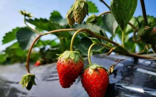 草莓是多年生草本植物（草莓是多年生草本植物还是一年生草本植物）