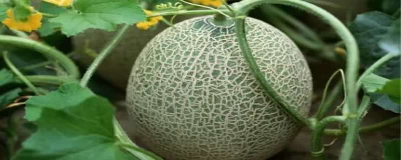 哈密瓜是什么季节的水果 哈密瓜是什么月份的水果