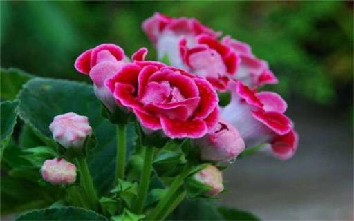 喜阴开花的室内植物有哪些（喜阴开花的室内植物有哪些种类）