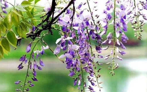 紫藤花的花语是什么 紫藤花的花语是什么?