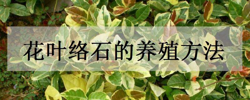 花叶络石的养殖方法