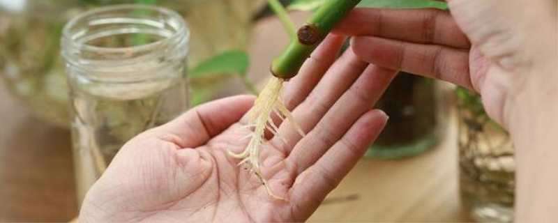 生根粉泡完后晾几个小时 生根粉泡完后晾几个小时可以吗