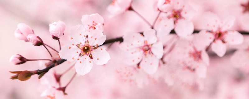 樱花为什么是日本的国花（樱花为什么是日本的国花之一）