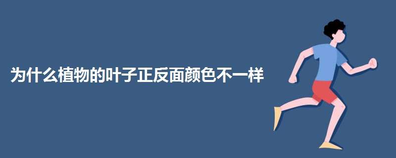 为什么植物的叶子正反面颜色不一样