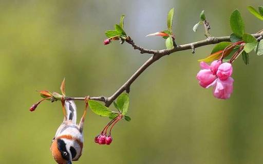 海棠花代表的花语是什么