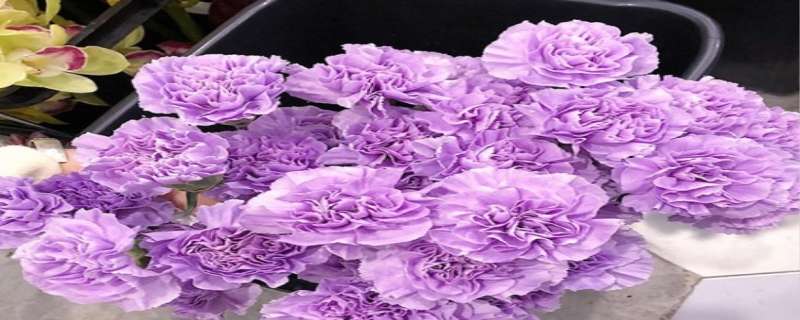 紫色康乃馨花语 紫色康乃馨花语颜色代表什么