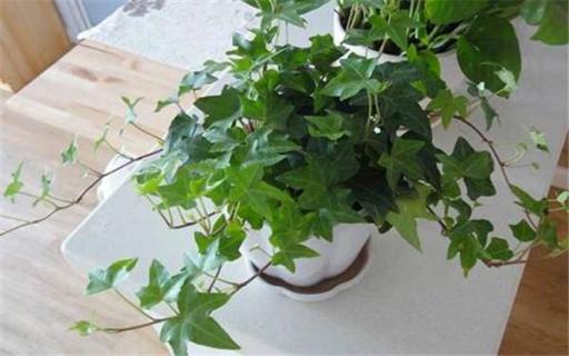 常春藤多久浇一次水（常春藤多久浇一次水好）