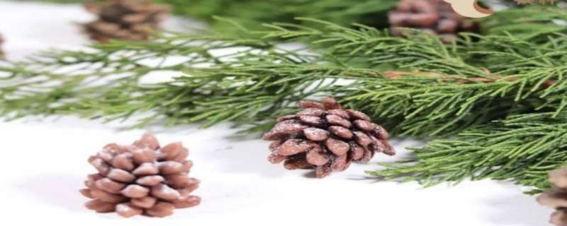 松果怎么清洗保存 松果怎么清洗保存的