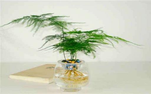 剪下来的文竹能插活吗（剪下来的文竹能插活吗视频）