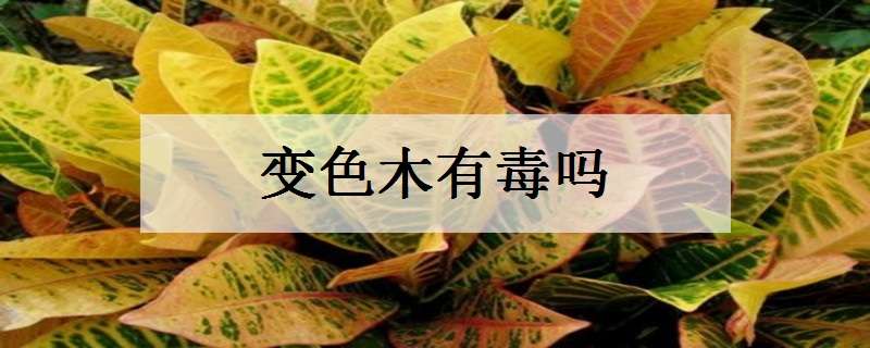 变叶木有毒吗 酒金榕变叶木有毒吗