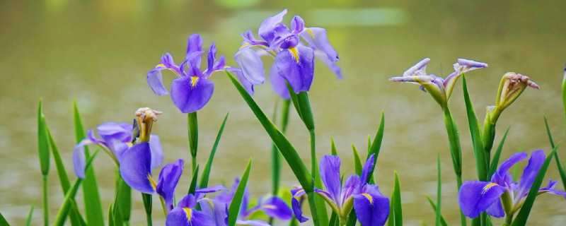 什么花的花语是神明（什么花的花语是神明暗恋）