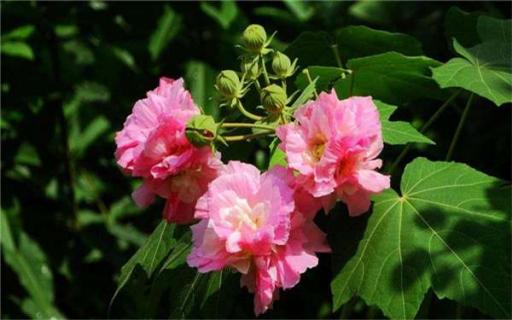 芙蓉花需要什么土质 芙蓉花需要什么土质才能养