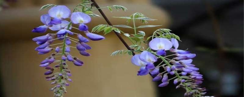 紫藤花有香味吗 紫藤花会香吗