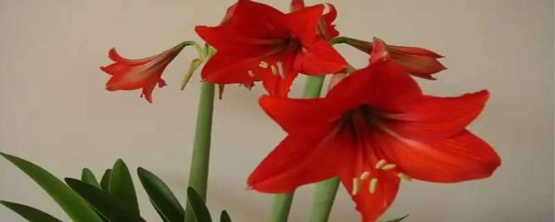 朱顶红是兰花的一种吗 兰花和朱顶红是一种花吗