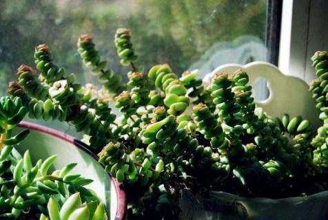 钱串子下半截干枯怎么办（钱串子下面干枯可以剪掉吗）