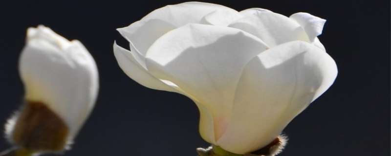 玉兰花的寓意和风水 白色玉兰花的寓意和风水