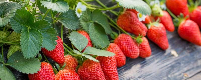 在种植草莓过程中需要补钙吗（在种植草莓过程中需要补钙吗为什么）