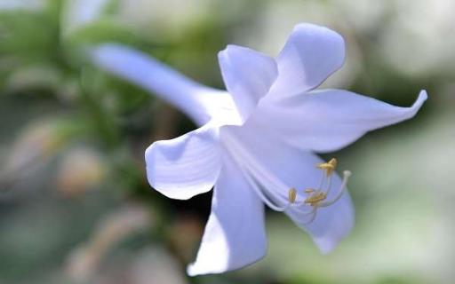 玉簪花的花语是什么（测试自己的本命花）