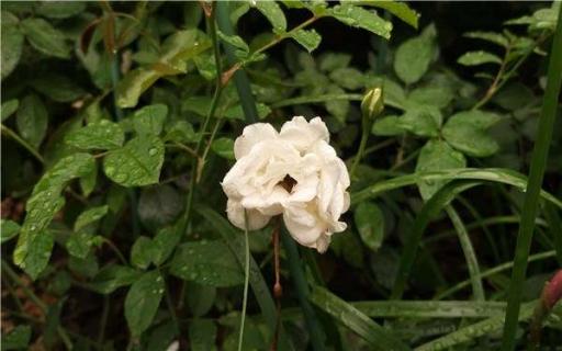 木香花的种植养护方法是什么 木香花的种植养护方法是什么意思