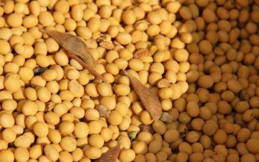 黄豆做肥料注意的事项 黄豆制作肥料的正确方法