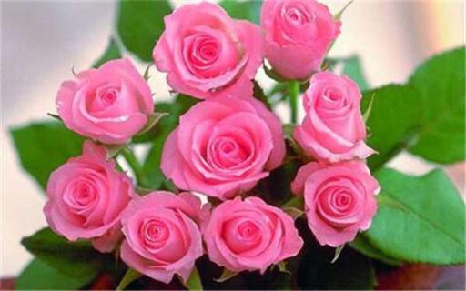 33朵粉玫瑰花语是什么（33朵粉玫瑰花语是什么意思玫瑰代表什么意思）