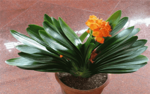 送老师寓意较好的盆栽 送老师寓意较好的盆栽花