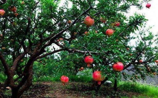 门前种石榴镇宅吗（门前种石榴树吉利吗?）