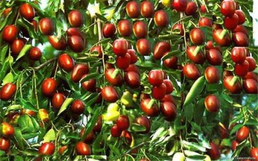 门前能否种枣树（门前能否种枣树风水好）