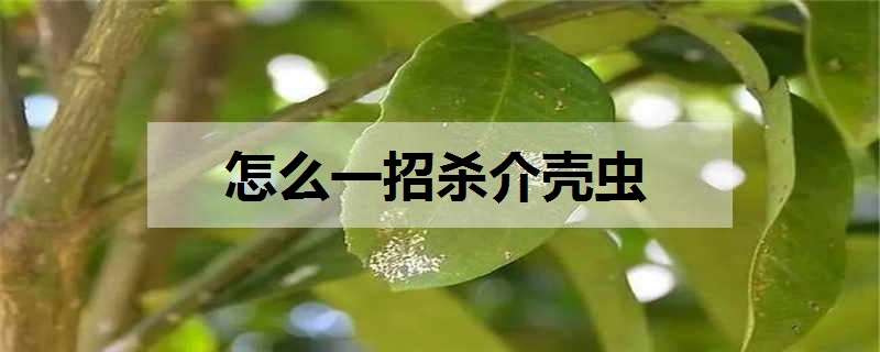 怎么一招杀介壳虫