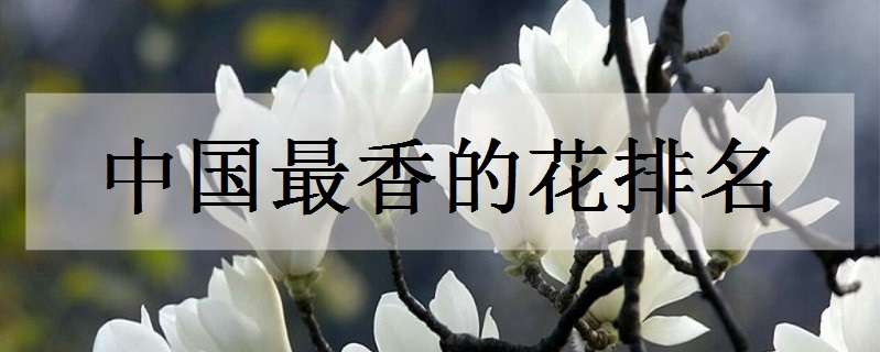 中国最香的花排名（中国最香的花排名榜）