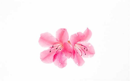 家里为什么不放杜鹃花 家里为什么不放杜鹃花 视频