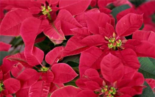 一品红能放室内吗 一品红的寓意风水