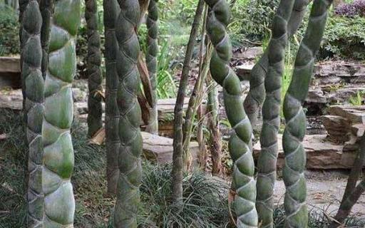 最名贵竹子排名 名贵竹子排名图片