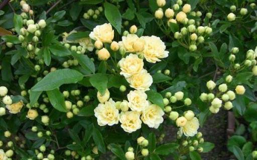 木香花耐寒多少度 木香花的风水禁忌