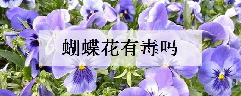 蝴蝶花有毒吗（中国十大毒花）