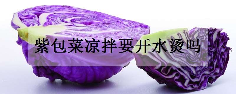 紫包菜凉拌要开水烫吗