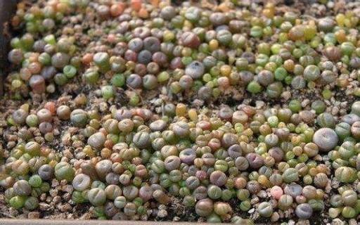 最贵的石生花有哪些（最贵的生石花什么品种）