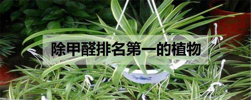 除甲醛排名第一的植物 除甲醛排名第一的植物吊兰