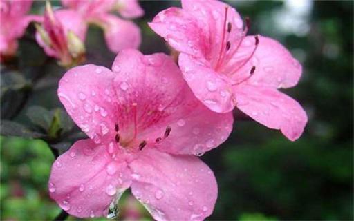 名贵杜鹃品种有哪些 杜鹃花稀有珍贵品种