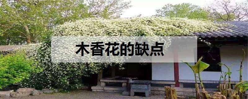 木香花的缺点 十大阴气最重的花