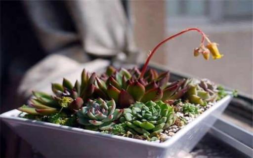 多肉花谢了要剪掉吗 多肉花谢了要剪掉吗图片